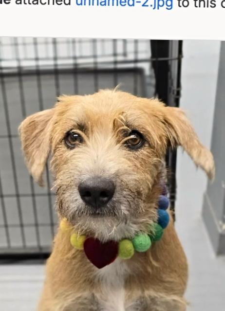 Latte, adopted, Young Female Border Terrier & Wheaten Terrier.