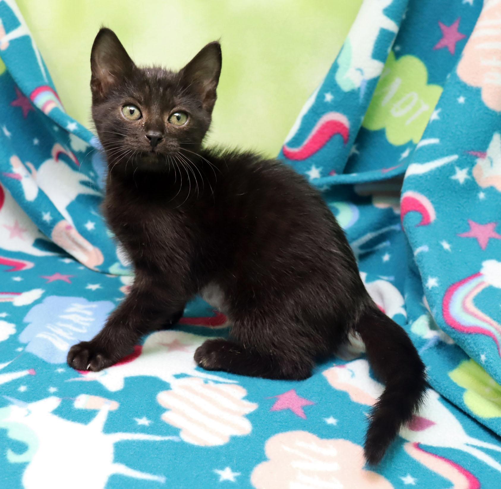 Canna, a ADOPTABLE Domestic Short Hair in Tierra Verde, FL image 3/3