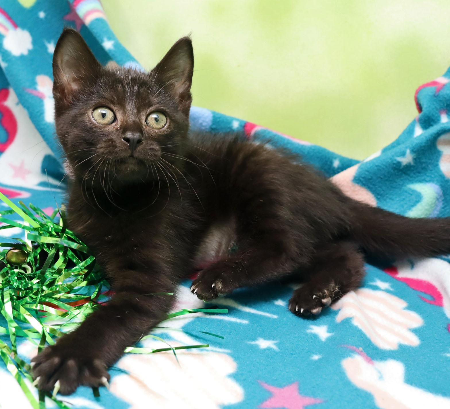 Canna, a ADOPTABLE Domestic Short Hair in Tierra Verde, FL image 2/3