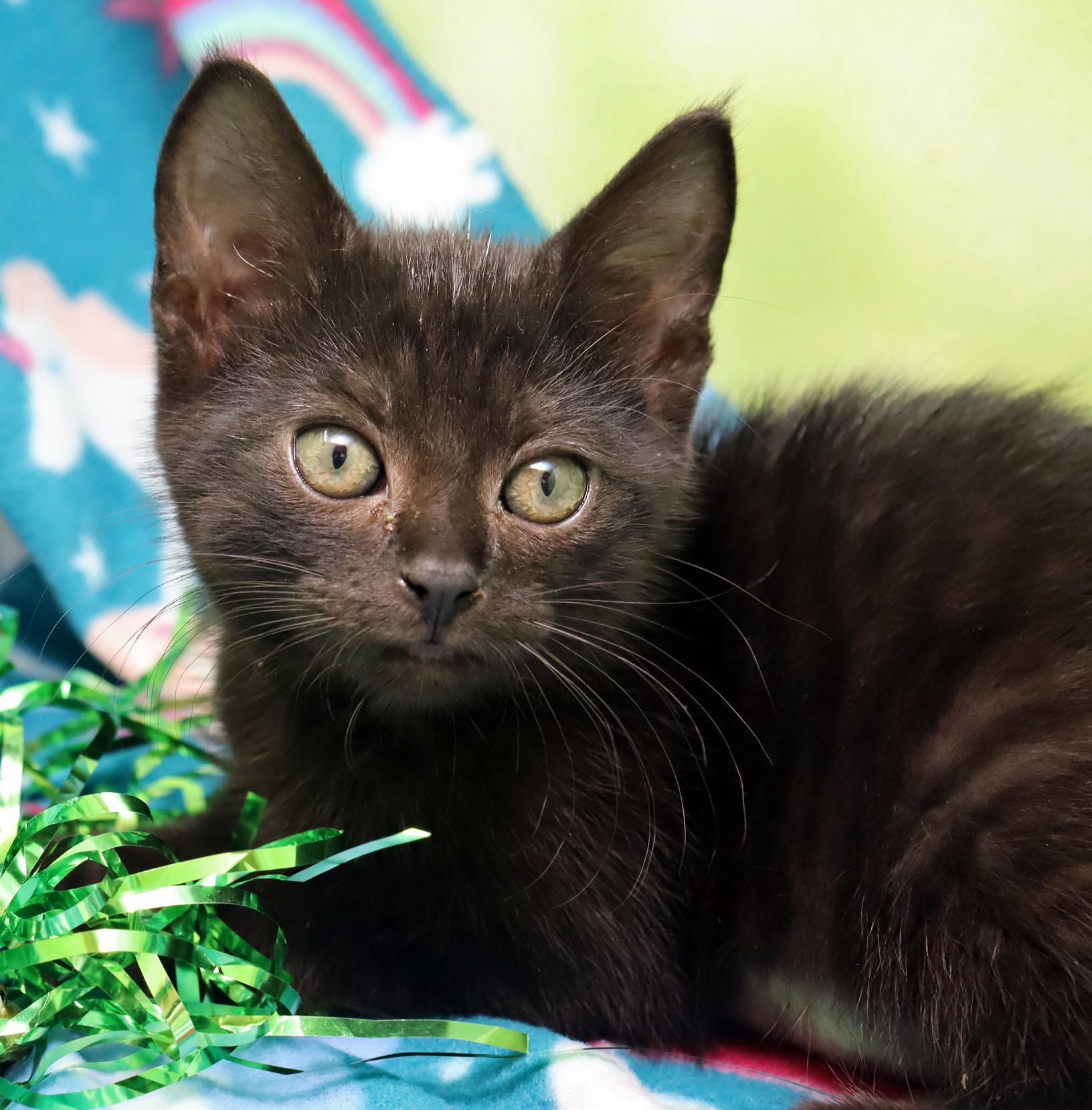 Canna, a ADOPTABLE Domestic Short Hair in Tierra Verde, FL image 1/3