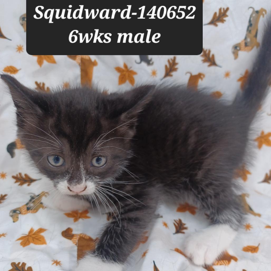 Squidward, Adoptable, Kitten Male Domestic Short Hair.