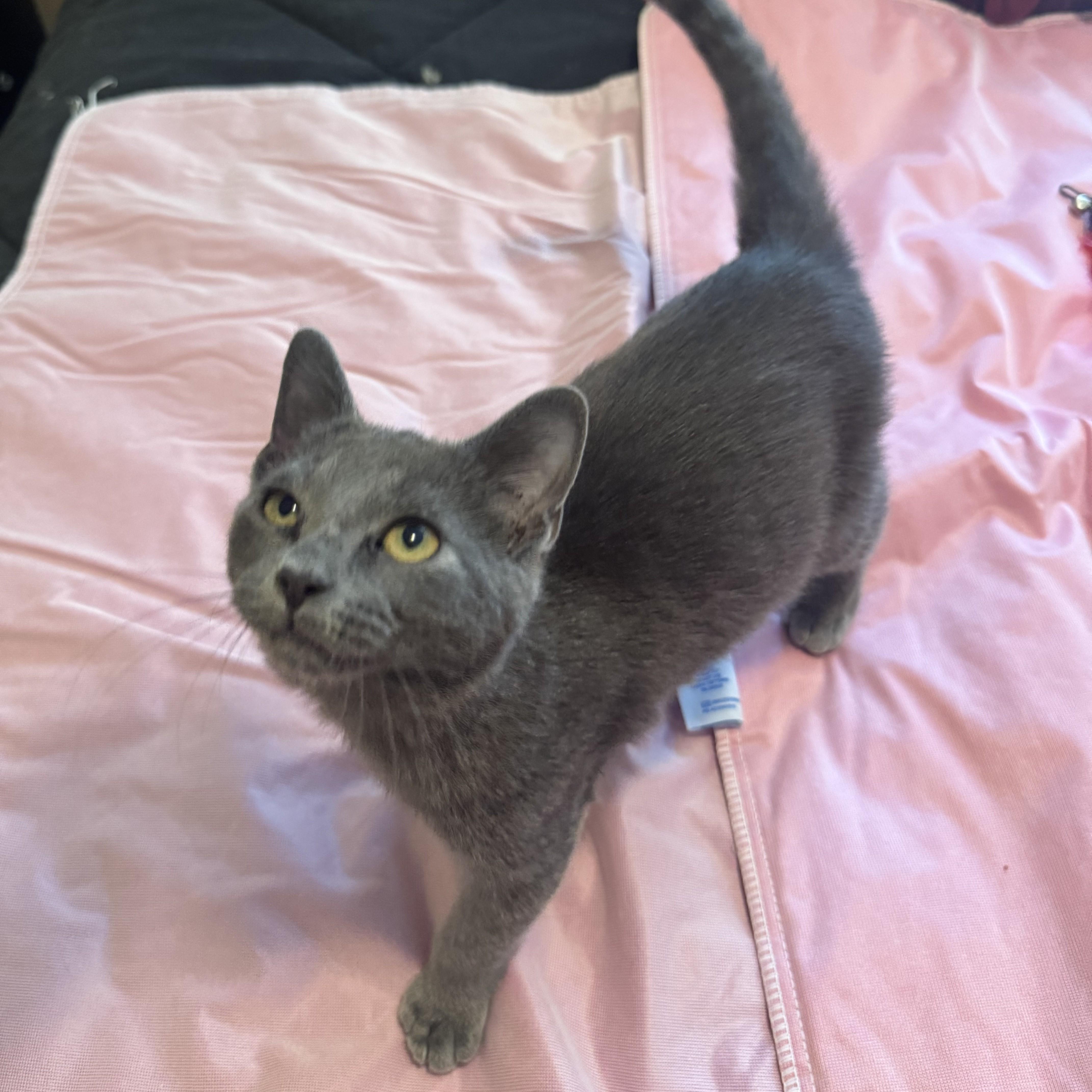 Ziggy (Russian Blue mix), an adopted mixed breed in Allen, TX image 4/6