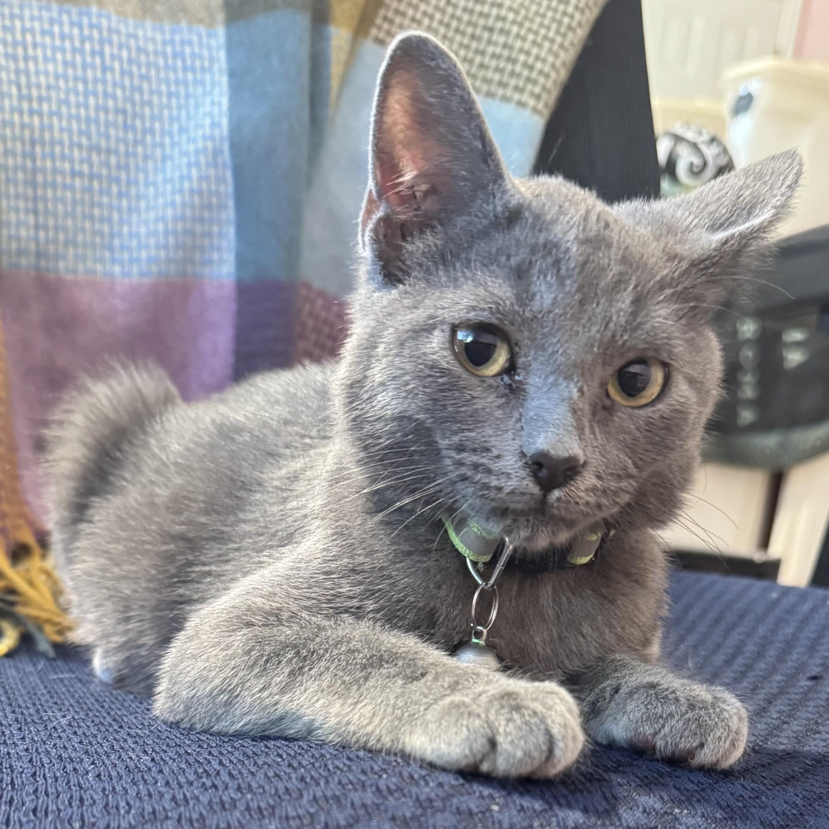 Ziggy (Russian Blue mix), an adopted mixed breed in Allen, TX image 2/6