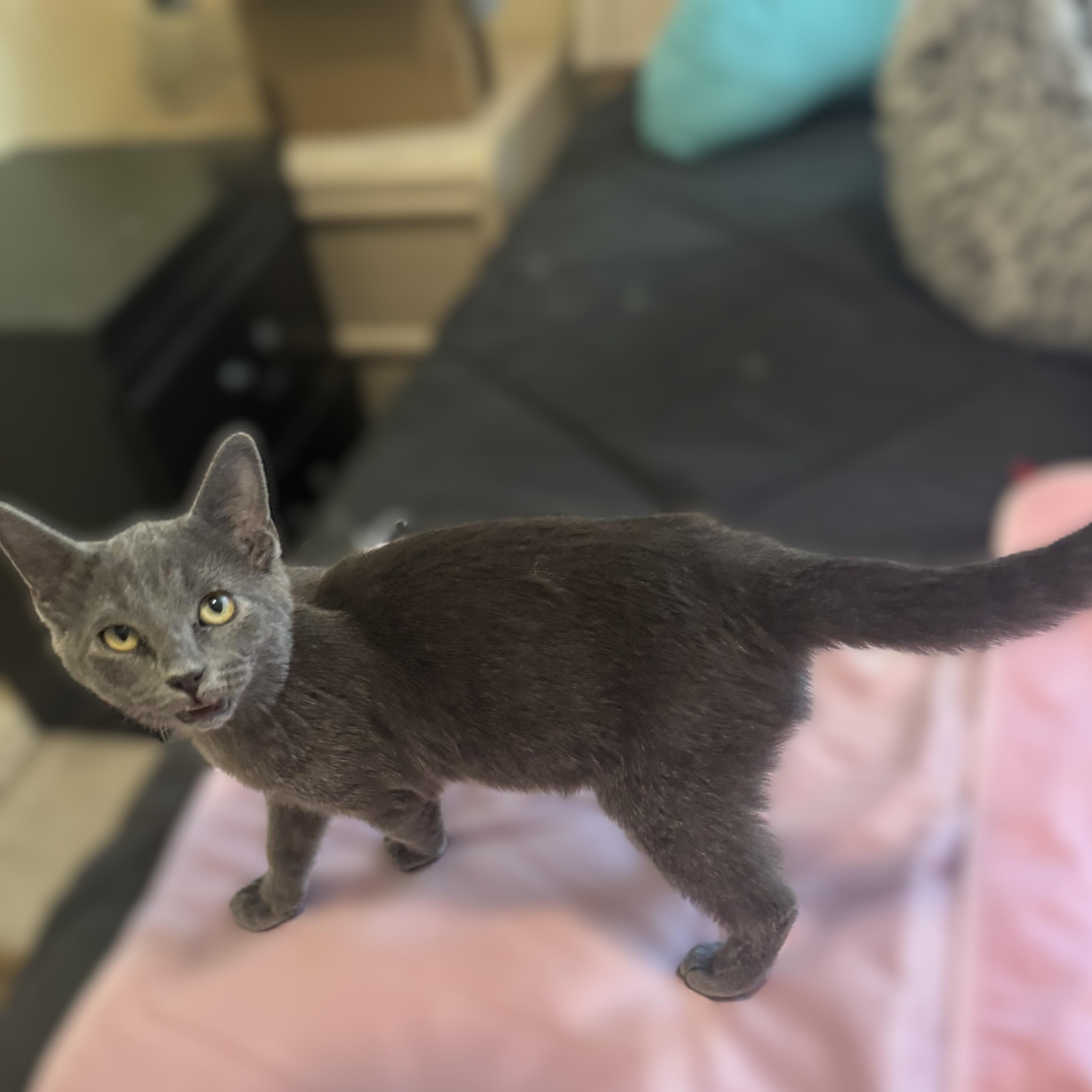Ziggy (Russian Blue mix), an adopted mixed breed in Allen, TX image 5/6