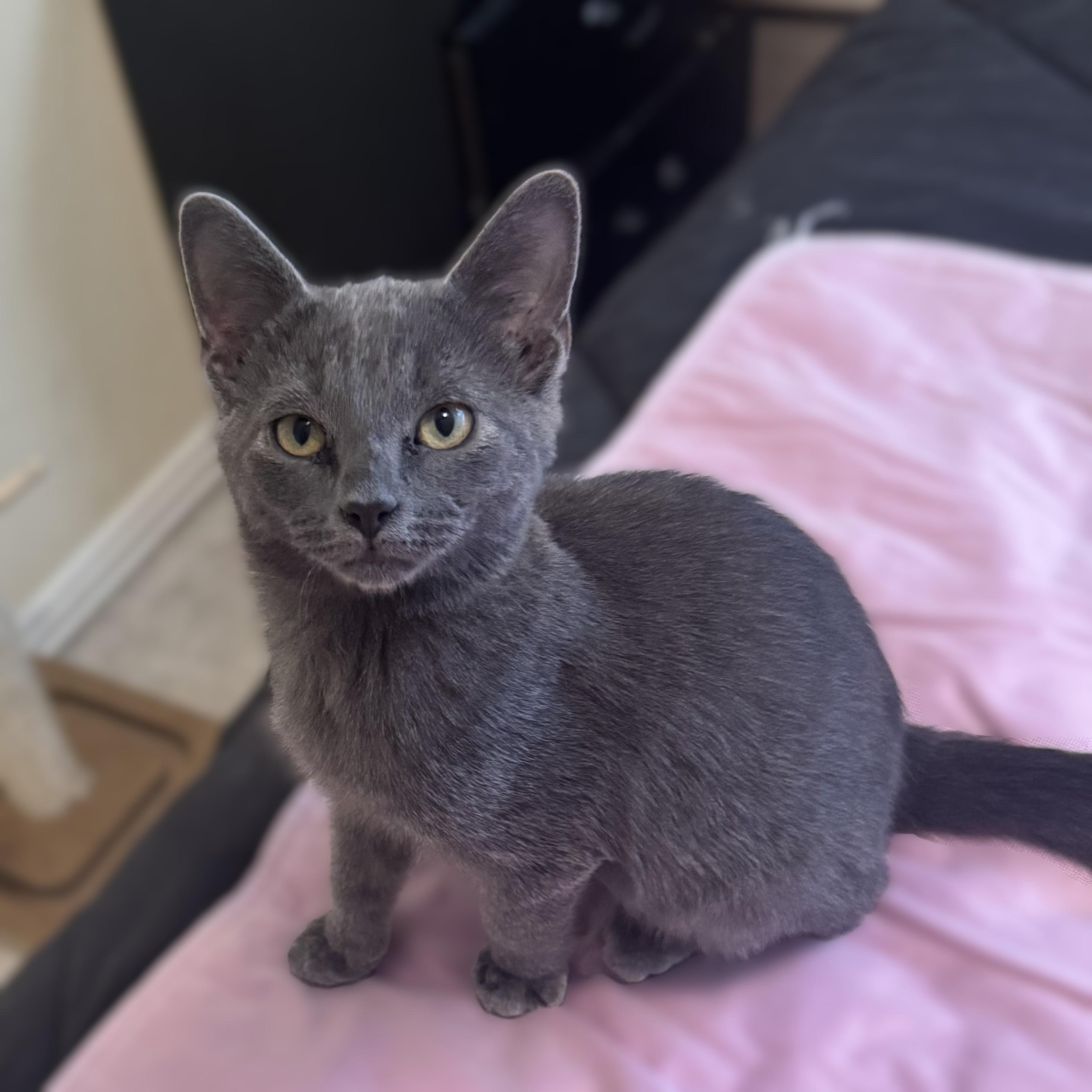 Ziggy (Russian Blue mix), an adopted mixed breed in Allen, TX image 3/6