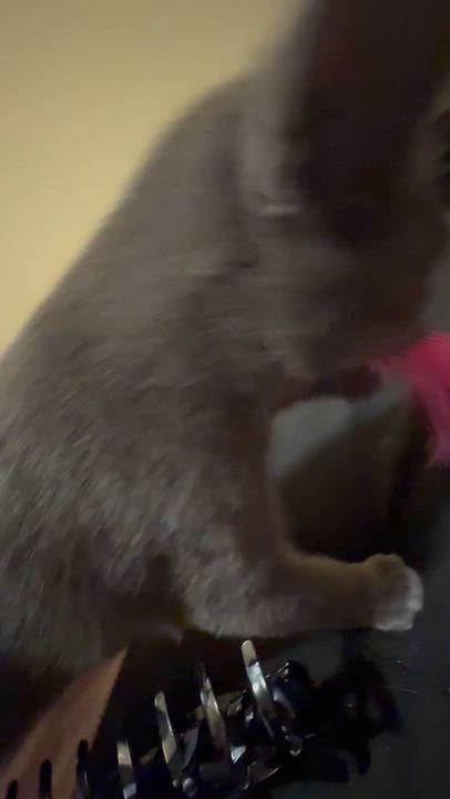 Enlarge Ziggy (Russian Blue mix), an adopted mixed breed in Allen, TX video 6/6