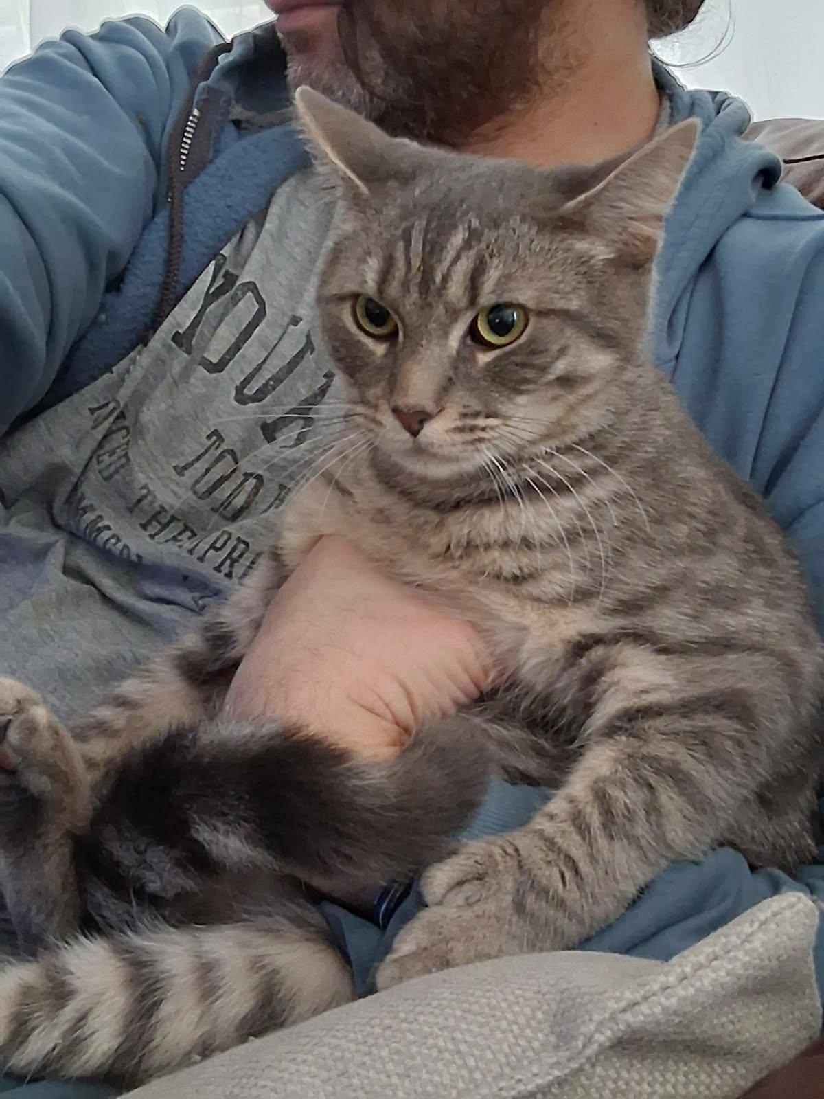 Panthera, Adoptable, Young Male Domestic Short Hair.