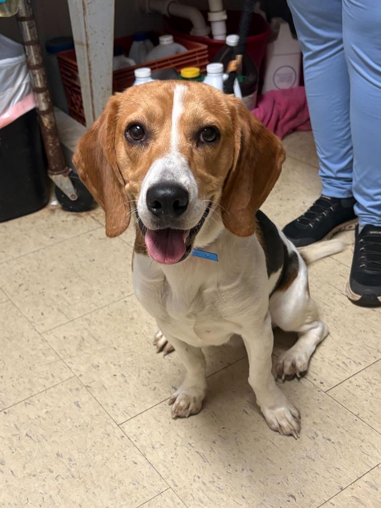 Enlarge Easter Bunny, a Adoptable Beagle in Chillicothe, OH image 1/1