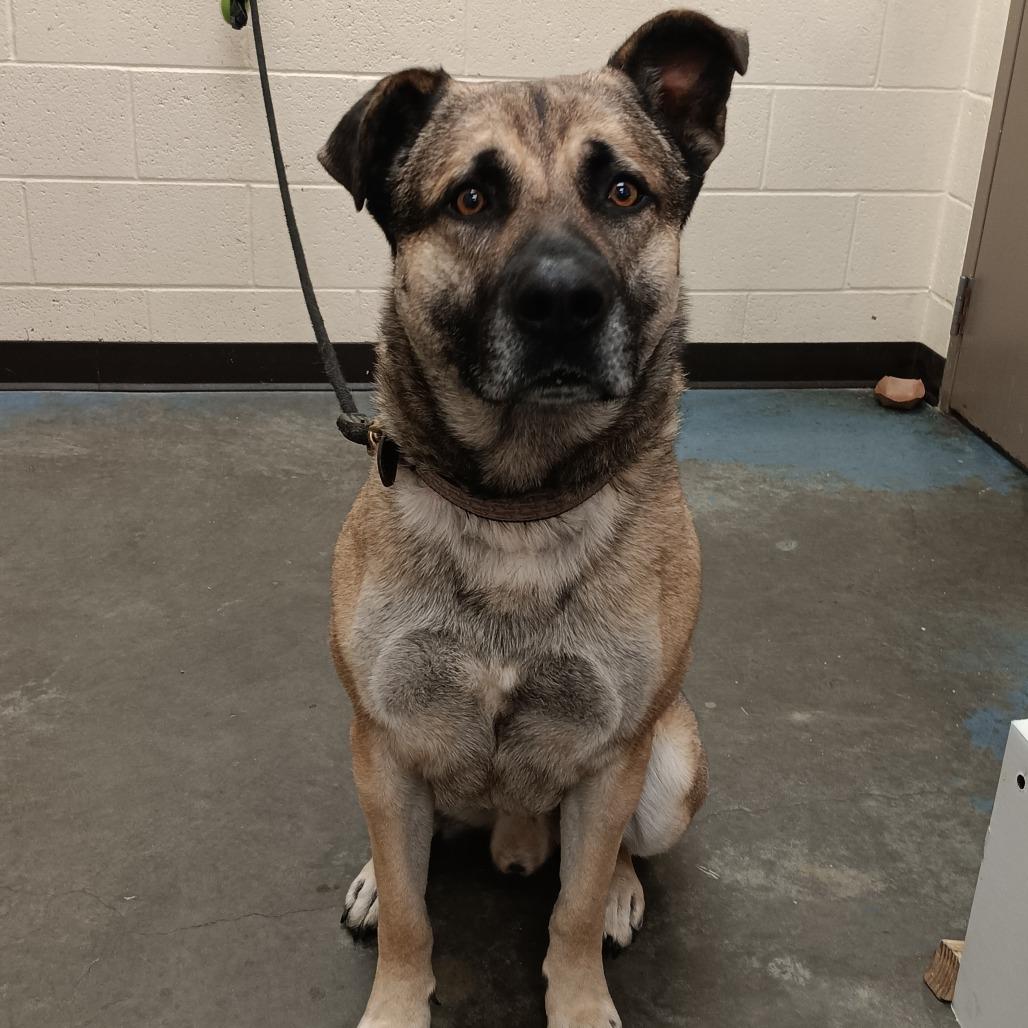 Enlarge Booker, a Adoptable Mixed Breed in Gainesville, GA image 1/6