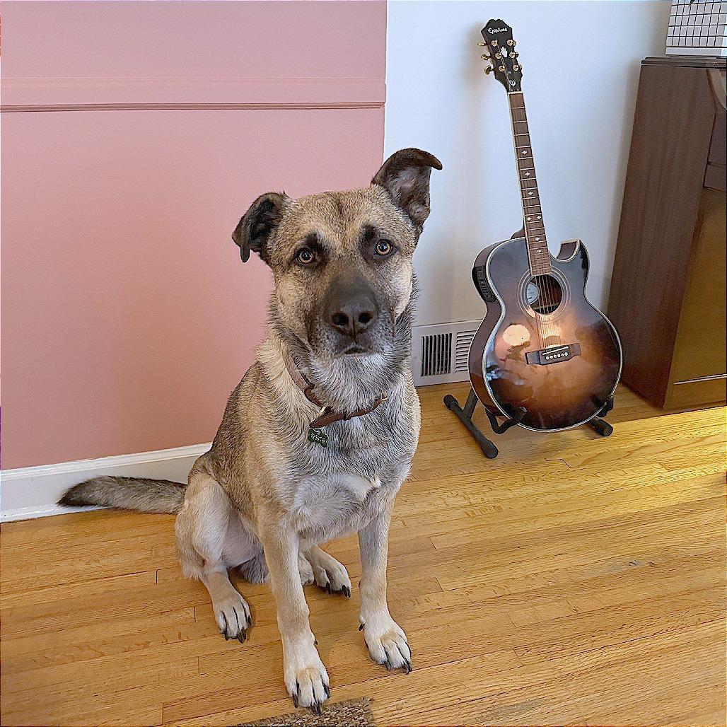 Enlarge Booker, a Adoptable Mixed Breed in Gainesville, GA image 2/6