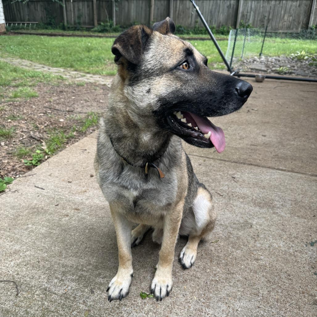 Enlarge Booker, a Adoptable Mixed Breed in Gainesville, GA image 3/6