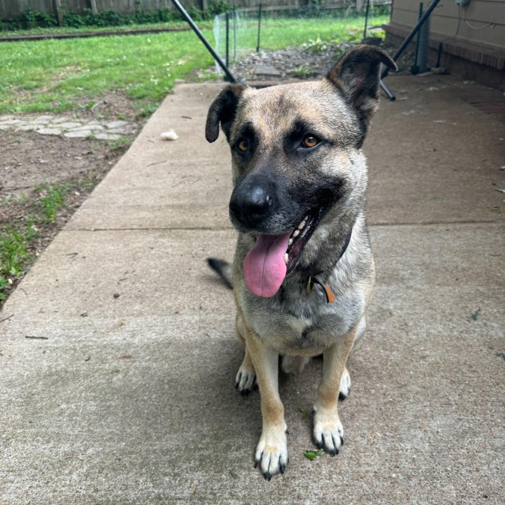 Enlarge Booker, a Adoptable Mixed Breed in Gainesville, GA image 4/6