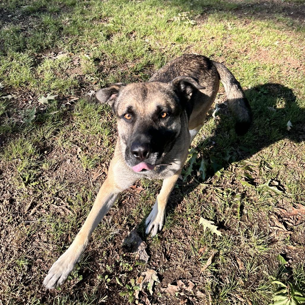 Enlarge Booker, a Adoptable Mixed Breed in Gainesville, GA image 5/6
