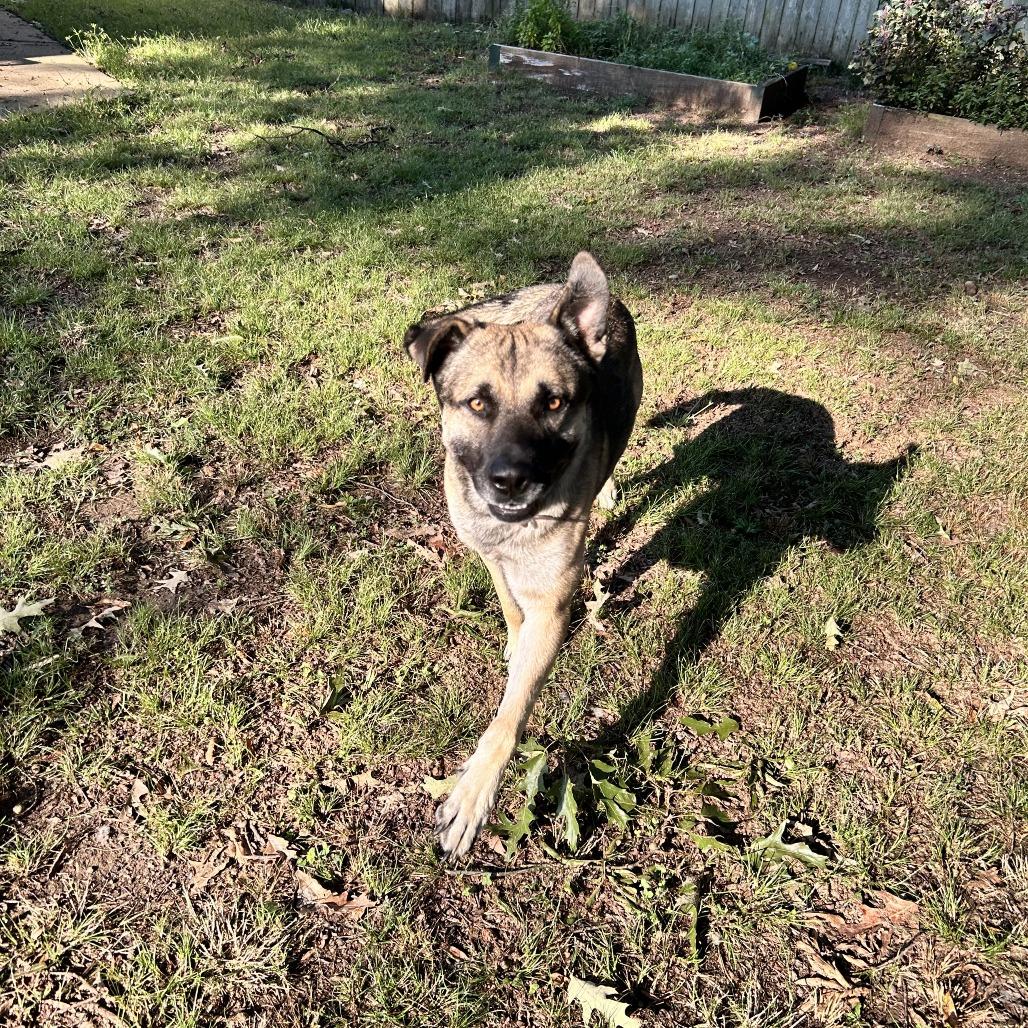 Enlarge Booker, a Adoptable Mixed Breed in Gainesville, GA image 6/6