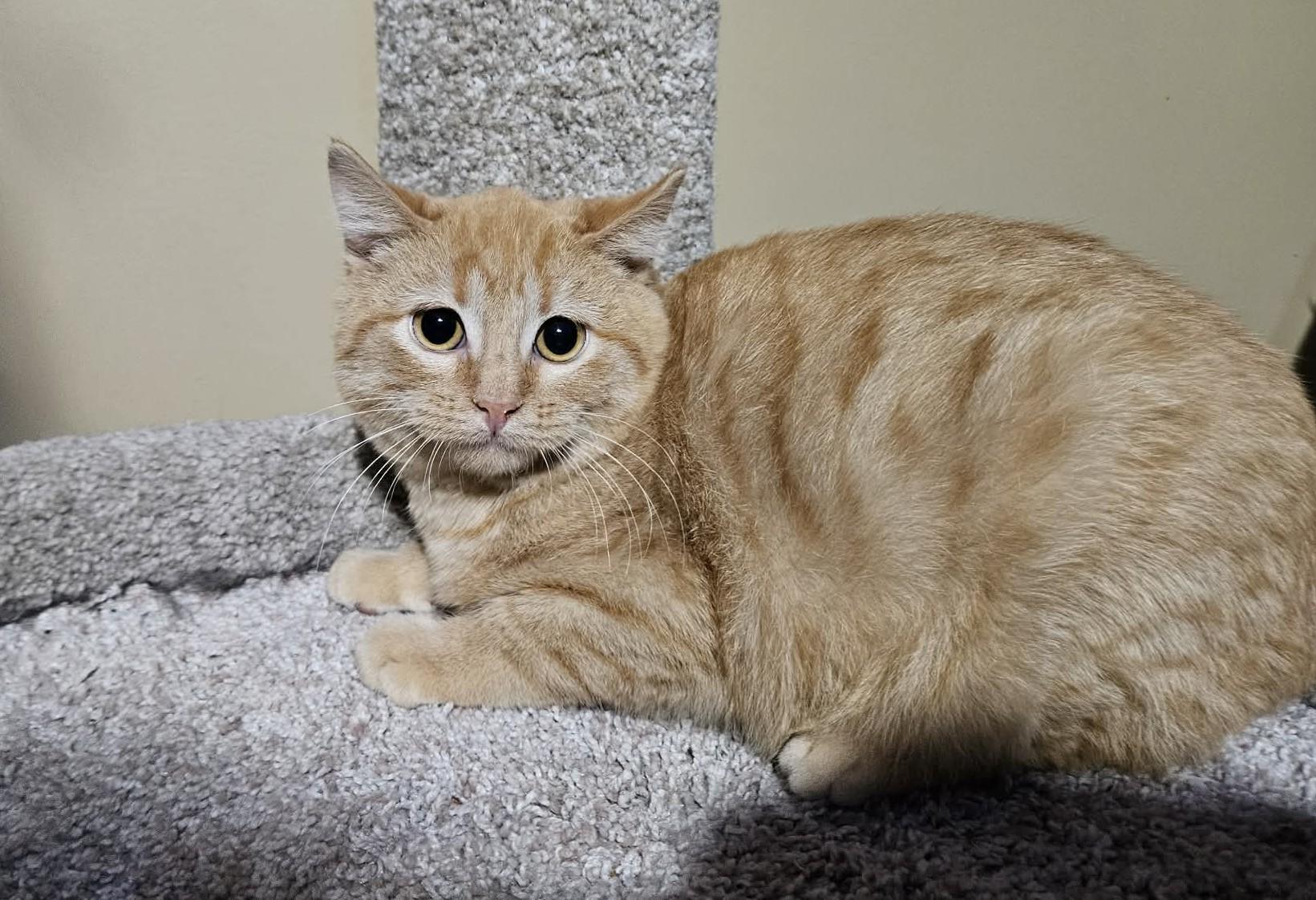 Turducken, adopted, Kitten Male Domestic Short Hair.