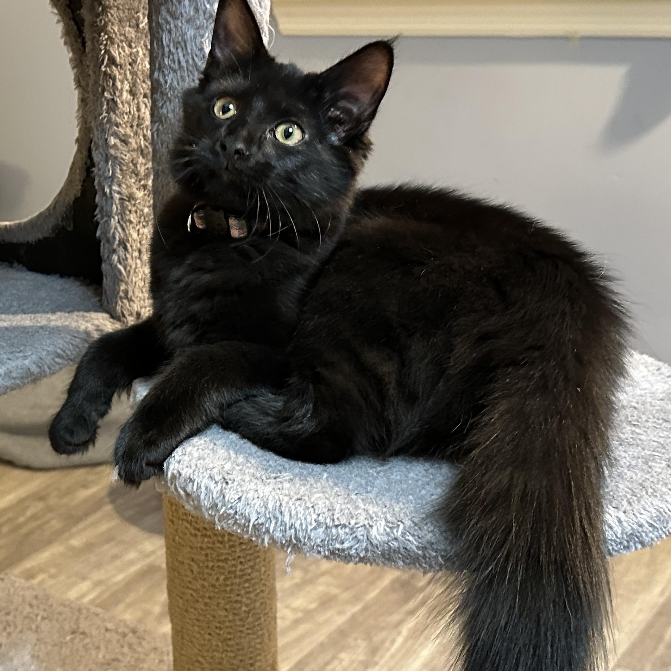 Chanel, a Adoptable mixed breed in Germansville, PA image 1/4