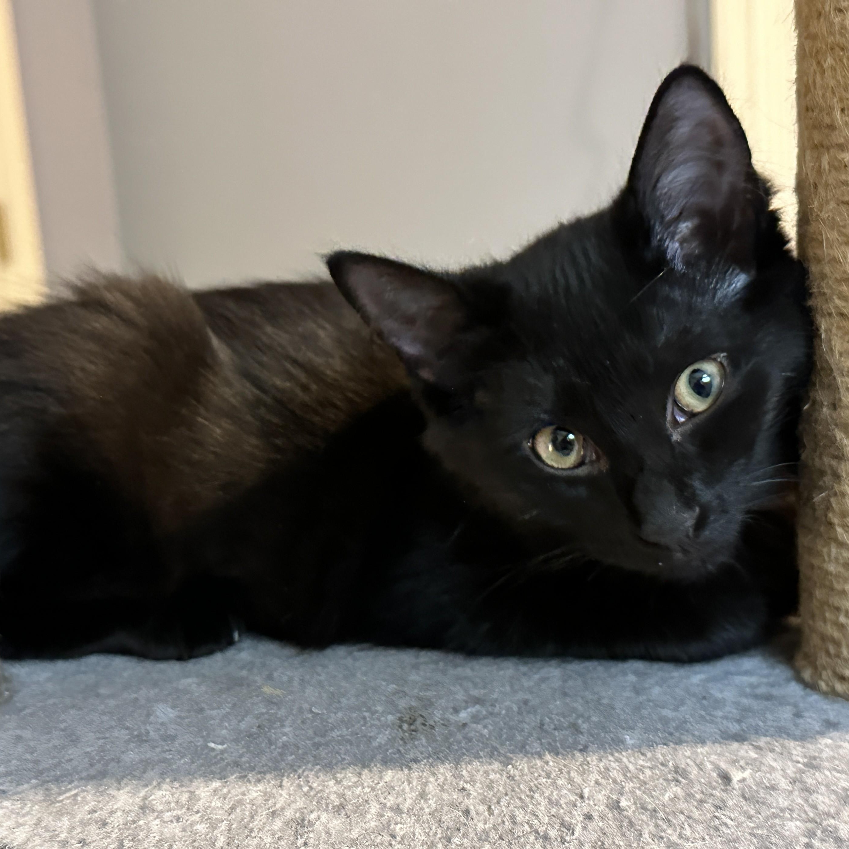 Chanel, a Adoptable mixed breed in Germansville, PA image 2/4