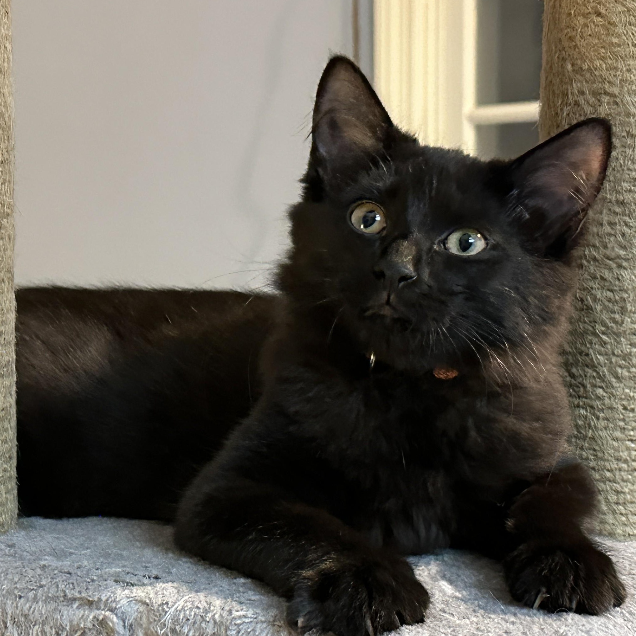 Chanel, a Adoptable mixed breed in Germansville, PA image 3/4