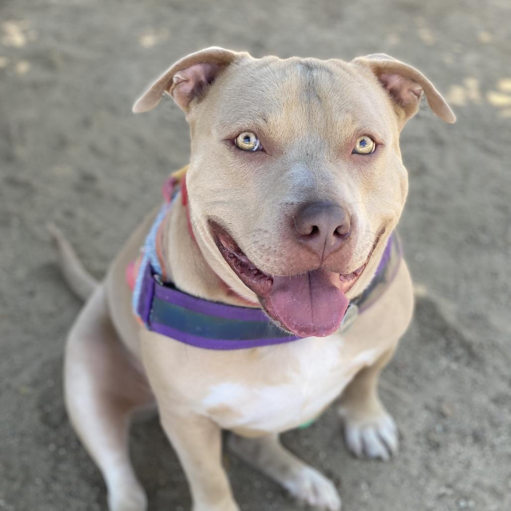 Kevin, Adoptable, Adult Male Pit Bull Terrier & Mixed Breed.