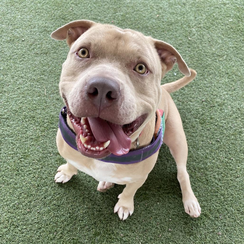 Enlarge Kevin, a Adoptable mixed breed in Riverside, CA image 2/5