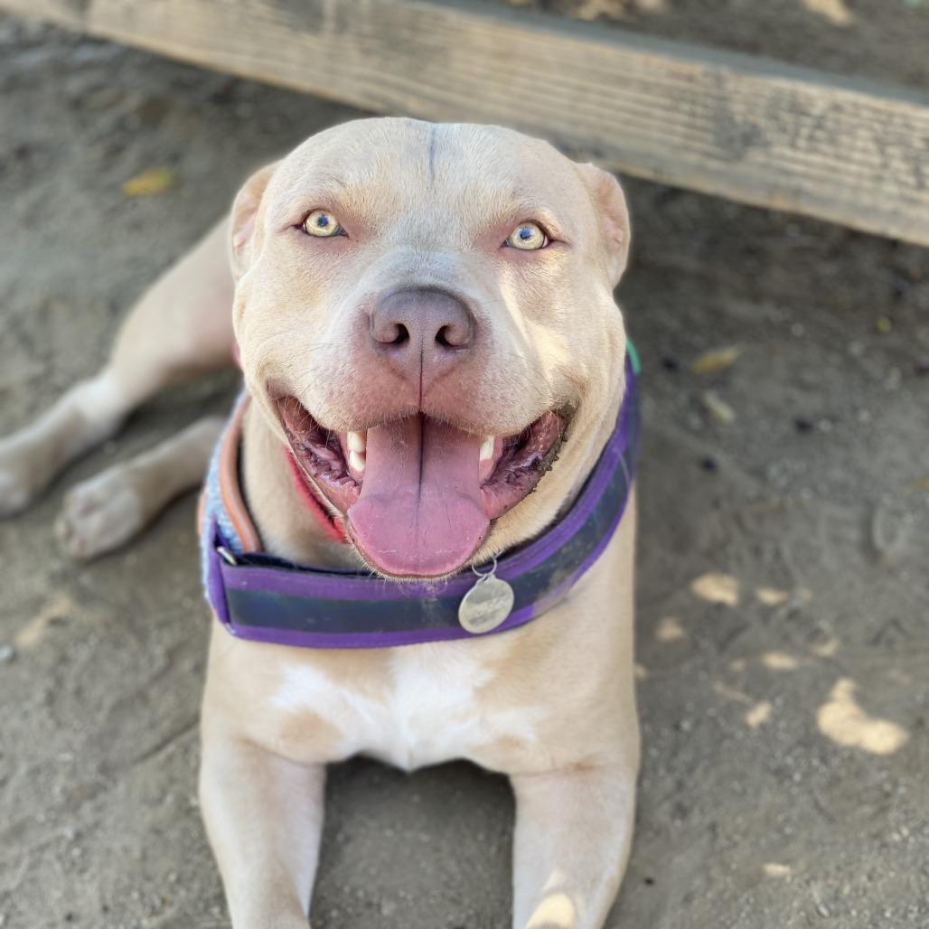 Enlarge Kevin, a Adoptable mixed breed in Riverside, CA image 3/5