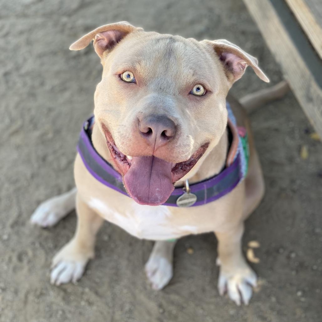 Enlarge Kevin, a Adoptable mixed breed in Riverside, CA image 5/5