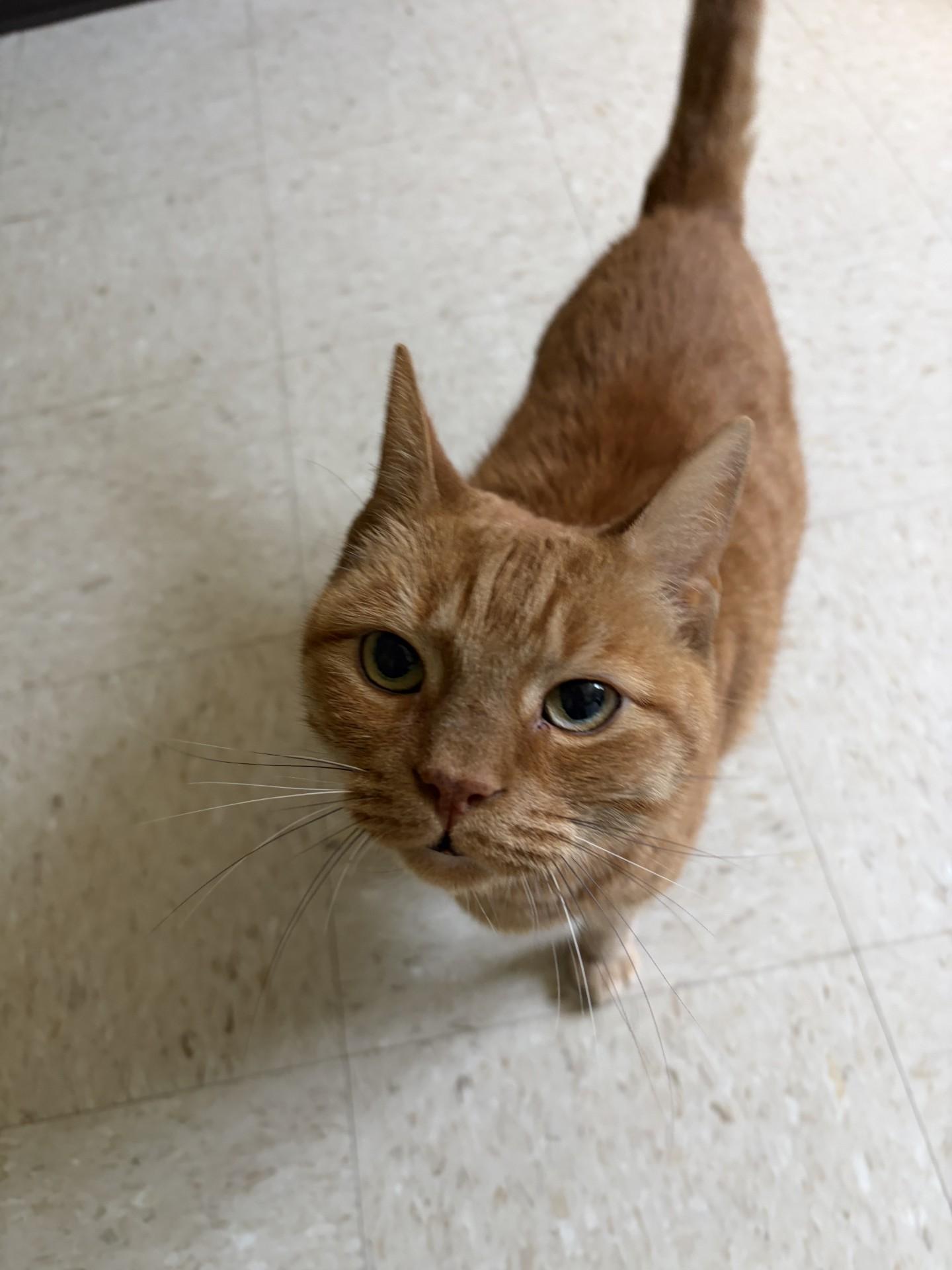 Mufasa, ADOPTABLE, Senior Male Tabby.