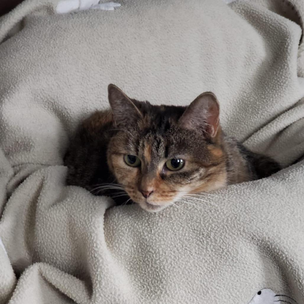 Lily 7 — thumbnail 2