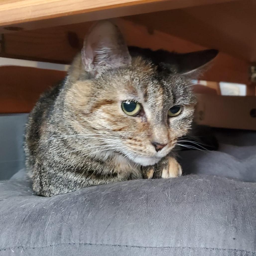 Lily 7 — thumbnail 4