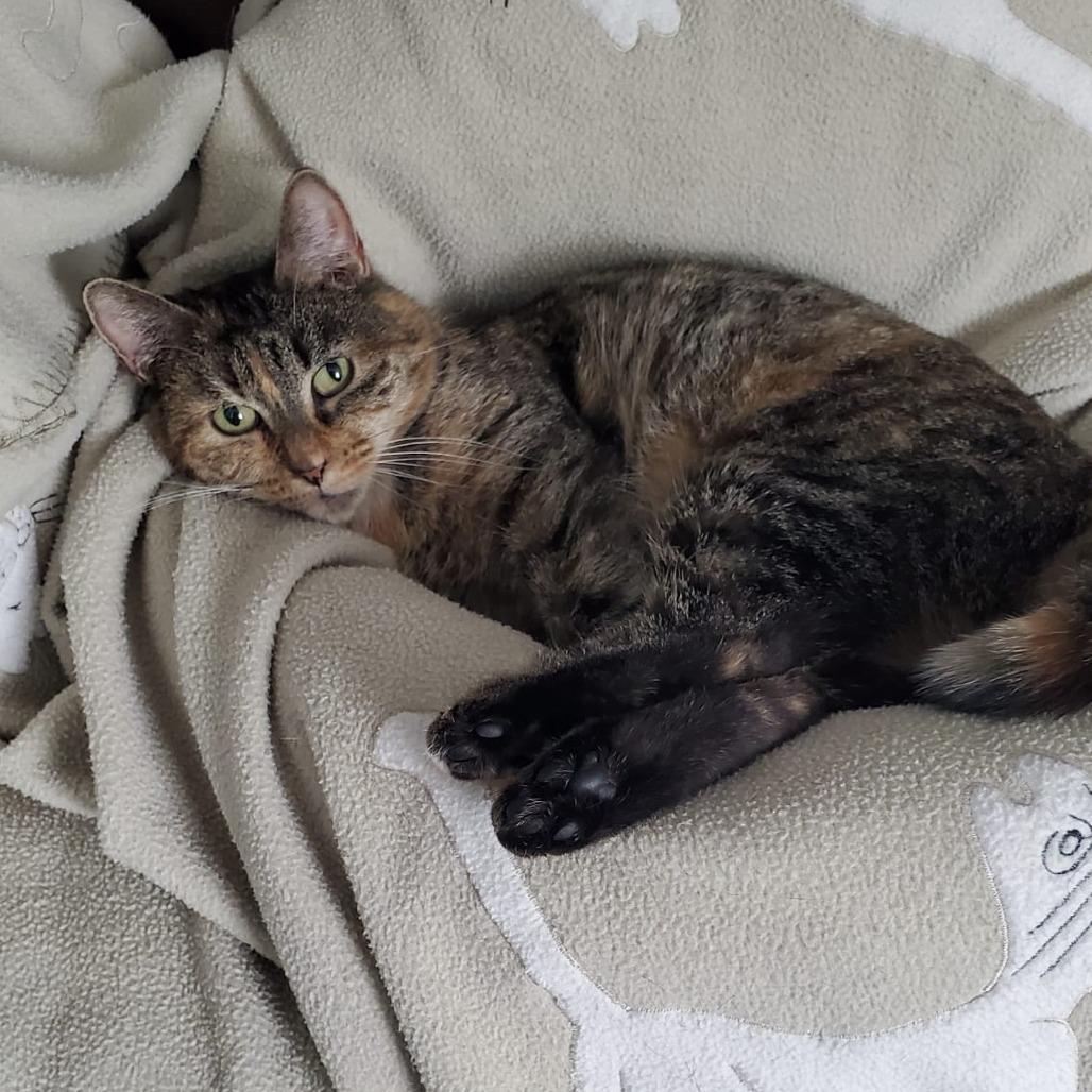 Lily 7 — thumbnail 6