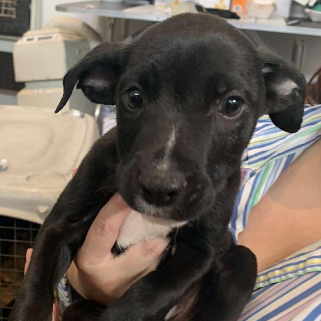 Skip, Adoptable, Adult Male Pit Bull Terrier.