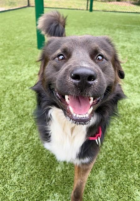 WILLIE, Adoptable, Young Male Labrador Retriever & Mixed Breed.