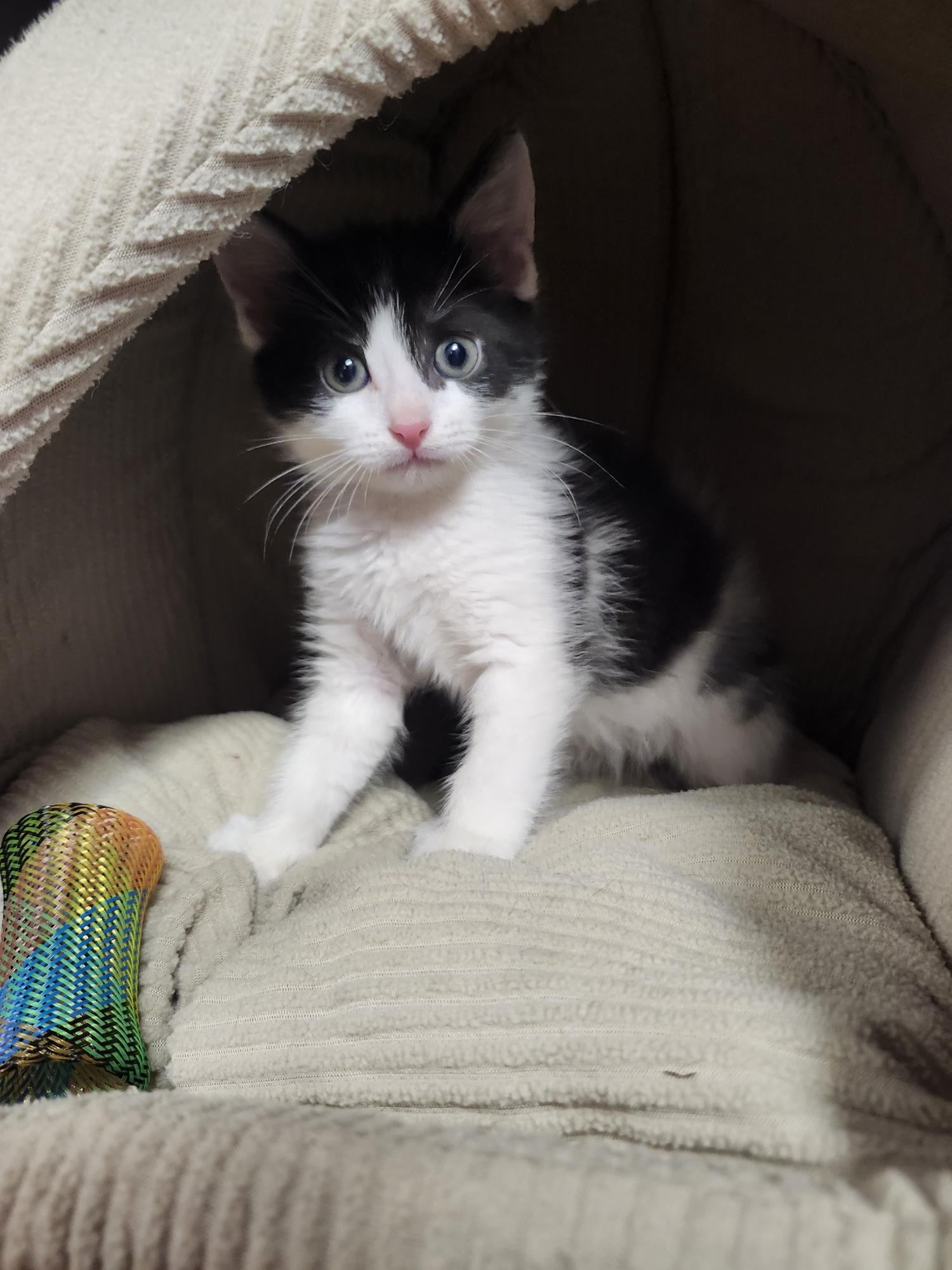 Rolley Polley Potato Bug, ADOPTABLE, Kitten Male Domestic Short Hair.