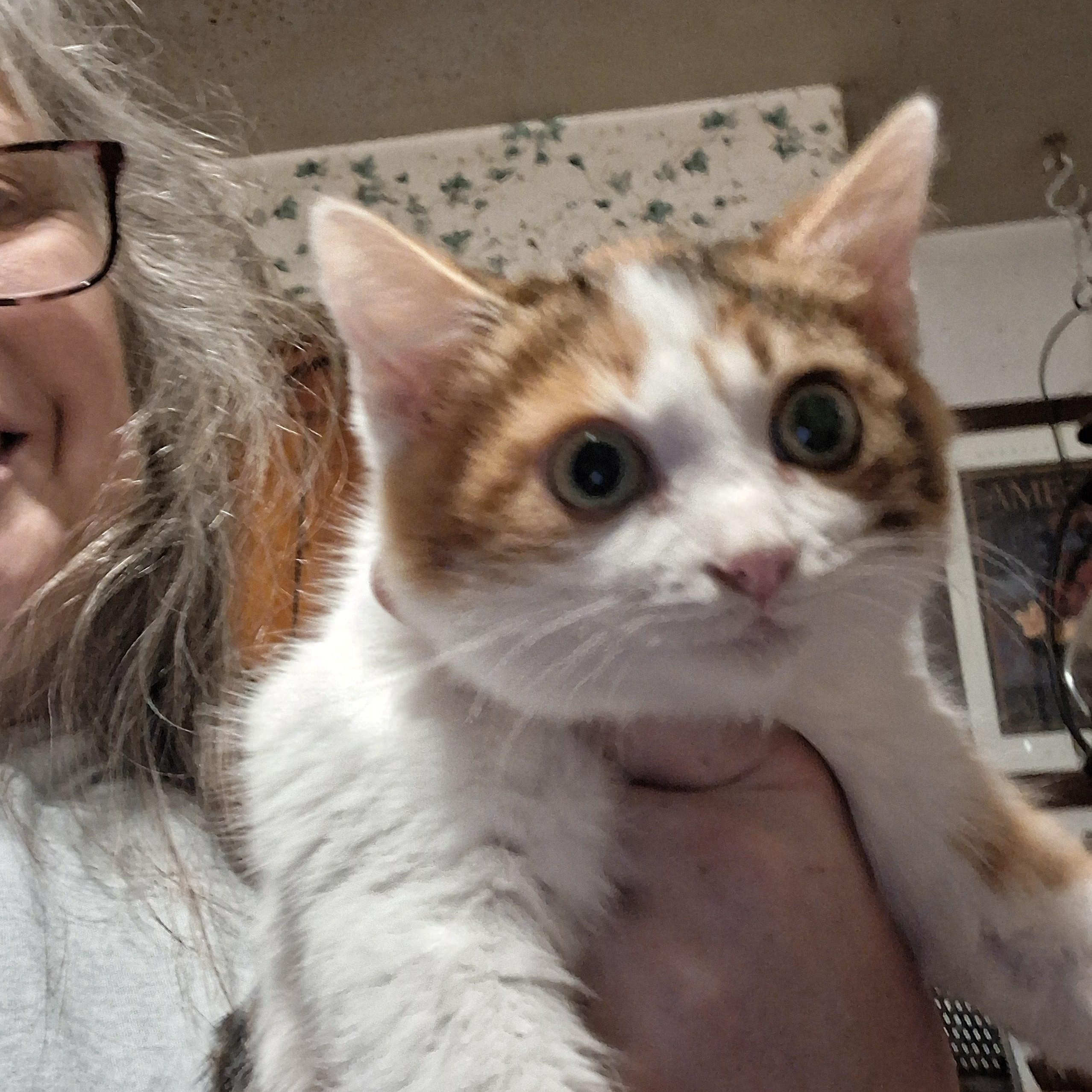 Enlarge Miss Frosty, an adopted mixed breed in Brownsville, PA image 1/5