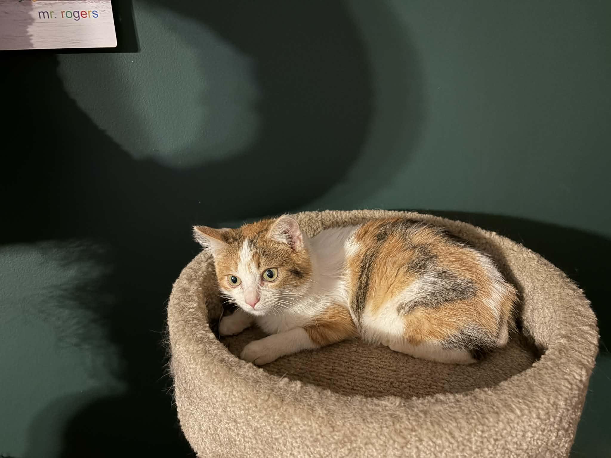 Enlarge Miss Frosty, an adopted mixed breed in Brownsville, PA image 3/5