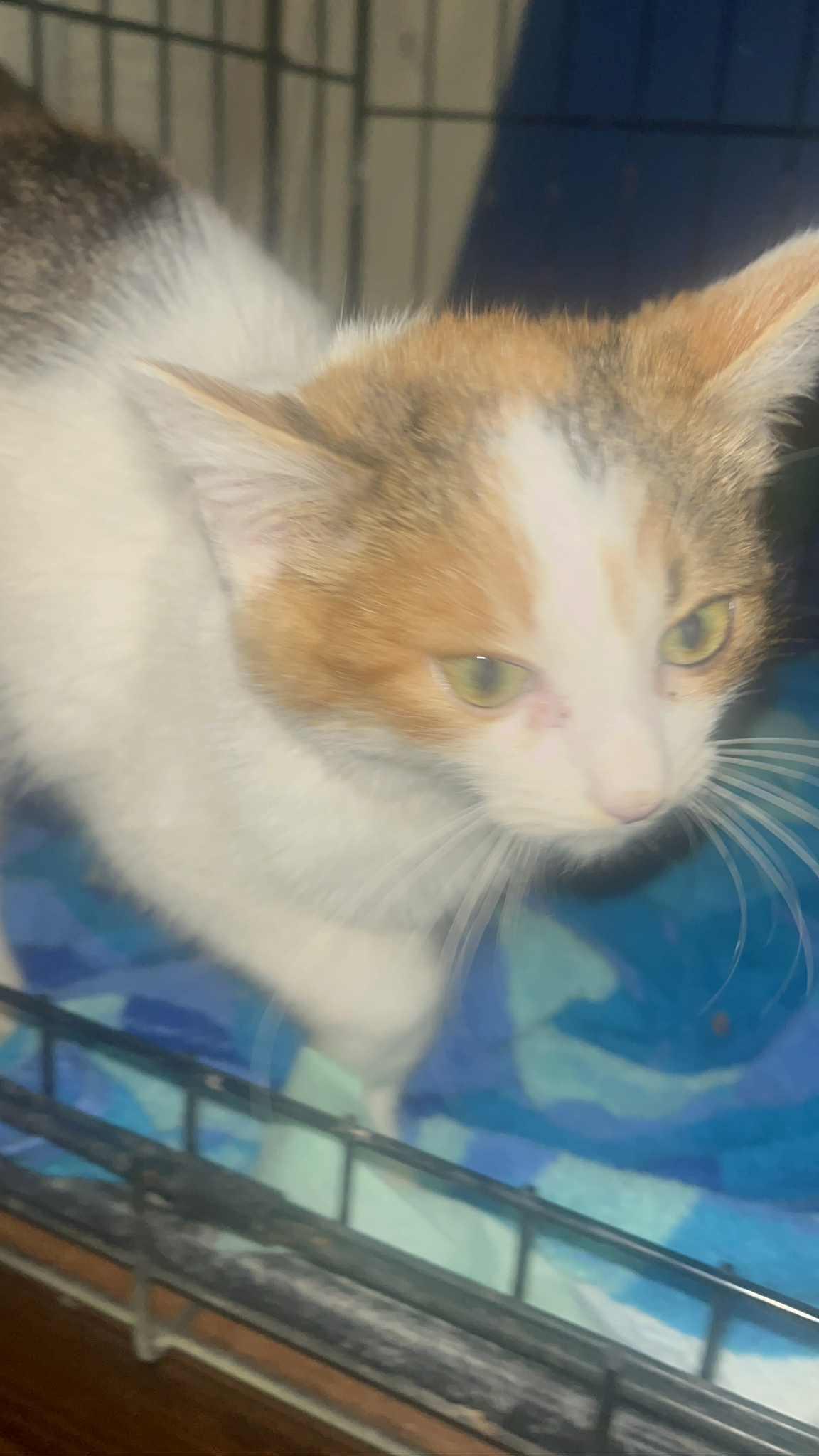 Enlarge Miss Frosty, a ADOPTABLE mixed breed in Brownsville, PA image 3/4