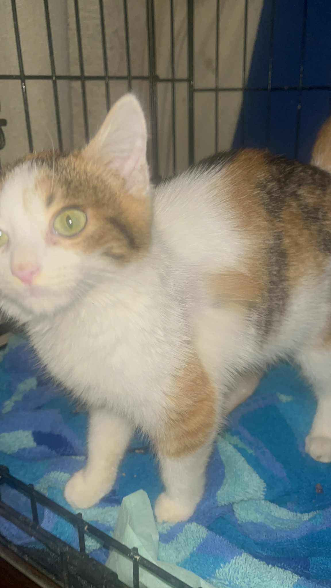 Enlarge Miss Frosty, a ADOPTABLE mixed breed in Brownsville, PA image 2/4