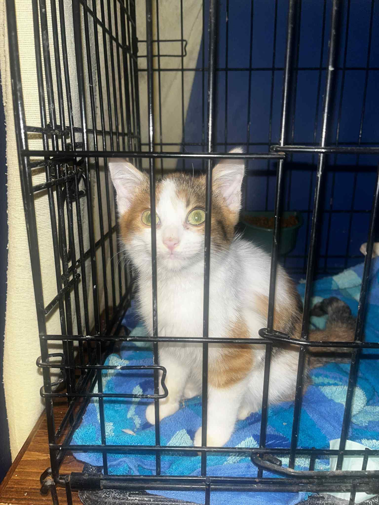 Enlarge Miss Frosty, a ADOPTABLE mixed breed in Brownsville, PA image 4/4