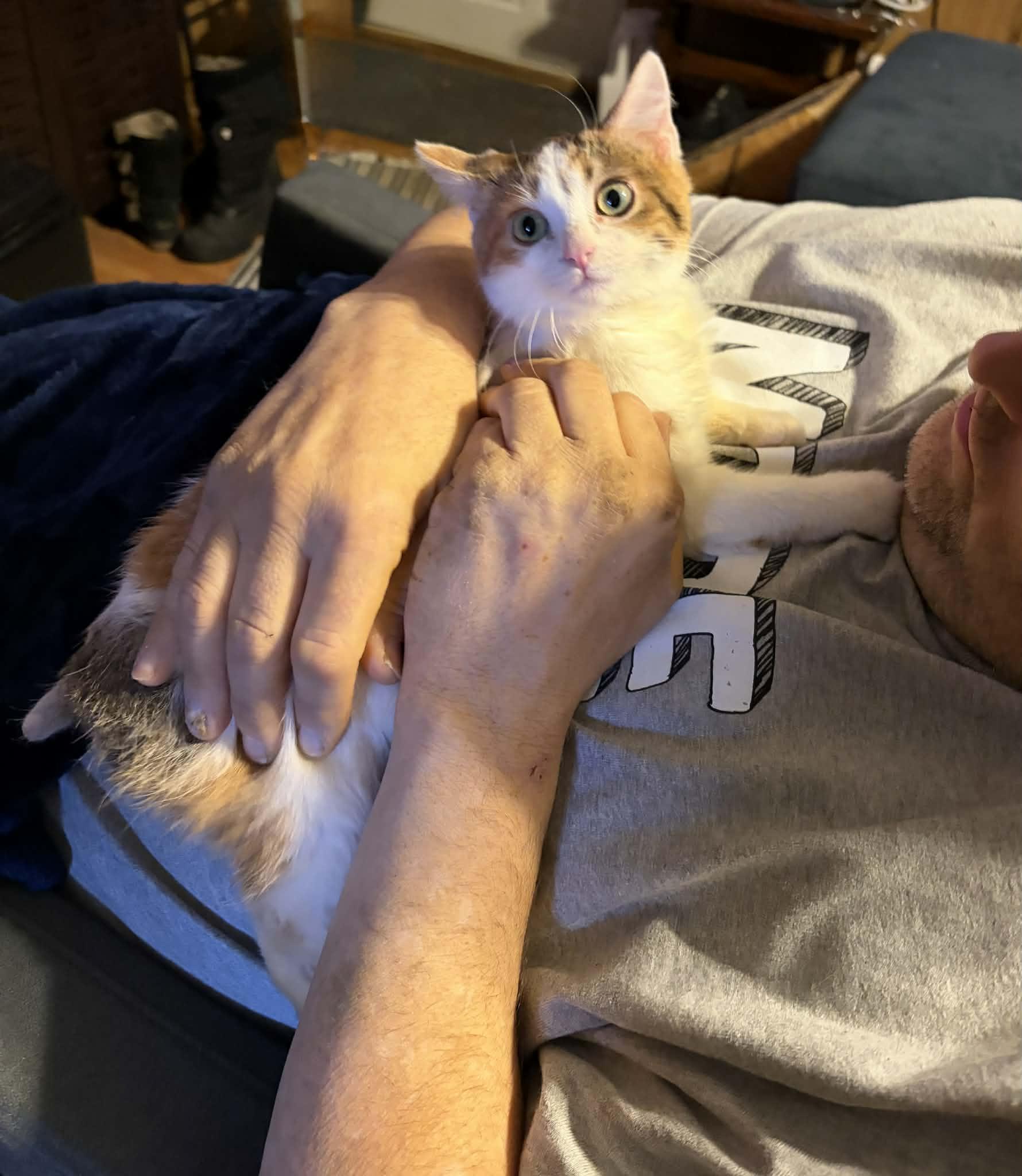 Enlarge Miss Frosty, an adopted mixed breed in Brownsville, PA image 4/5