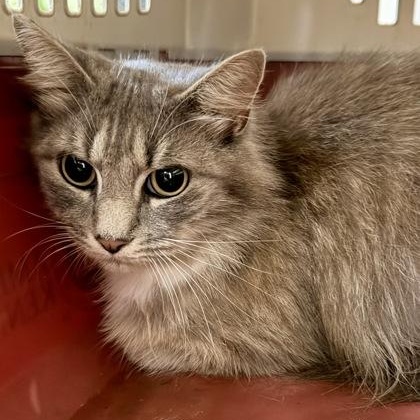 Mavis, Adoptable, Adult Female Domestic Medium Hair & Domestic Long Hair.