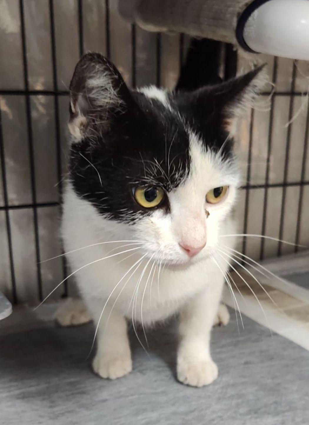 Enlarge Shamu, a Adoptable Domestic Short Hair in Savannah, GA image 2/3