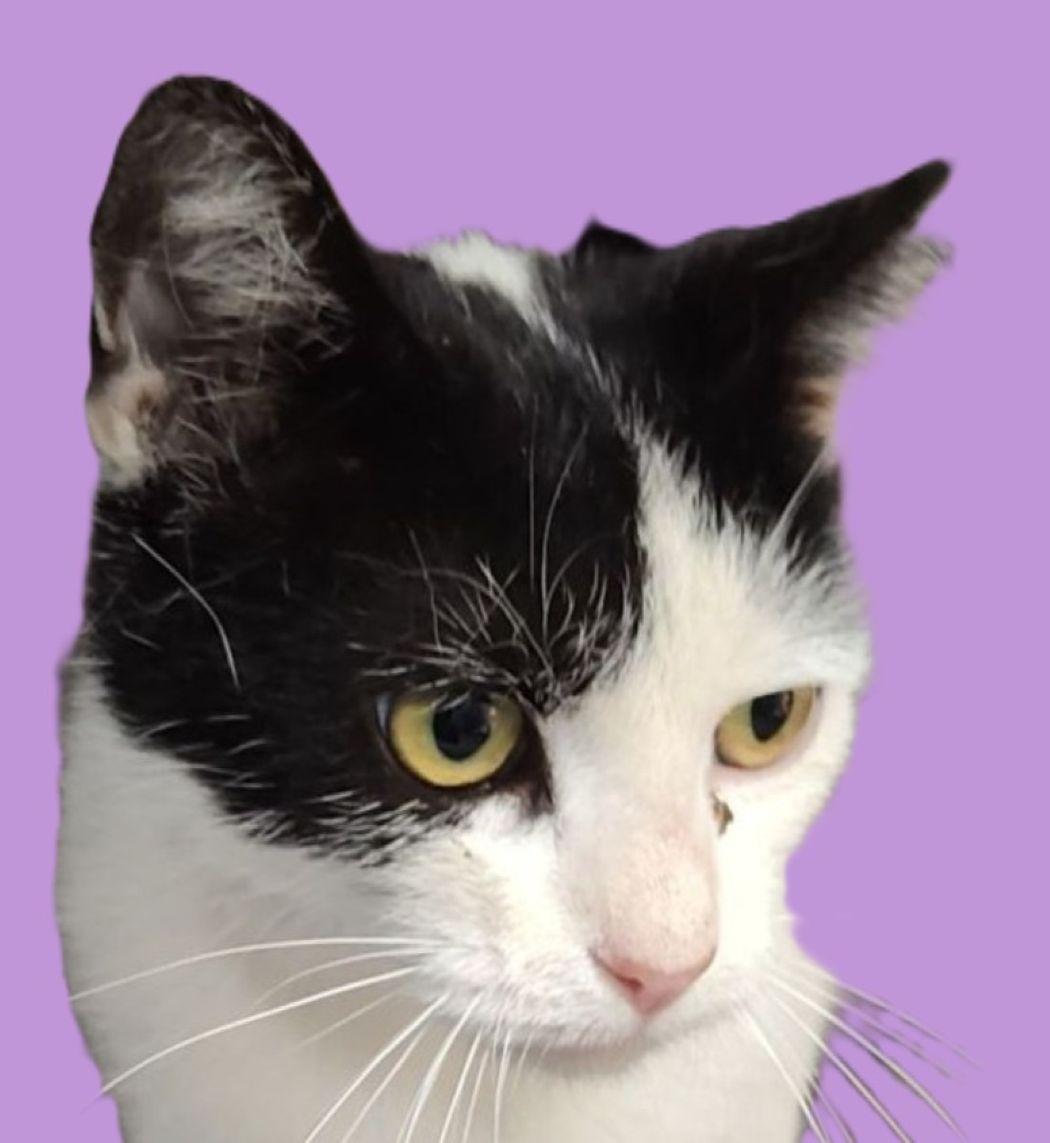 Enlarge Shamu, a Adoptable Domestic Short Hair in Savannah, GA image 3/3