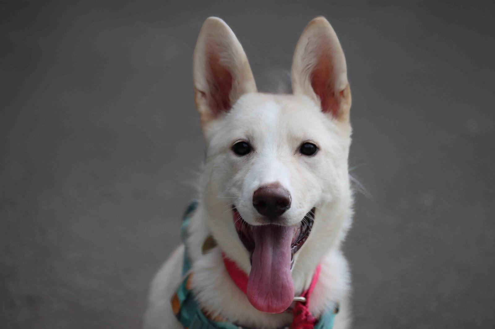 La Forza, a Adoptable mixed breed in Walnut Creek, CA image 1/3