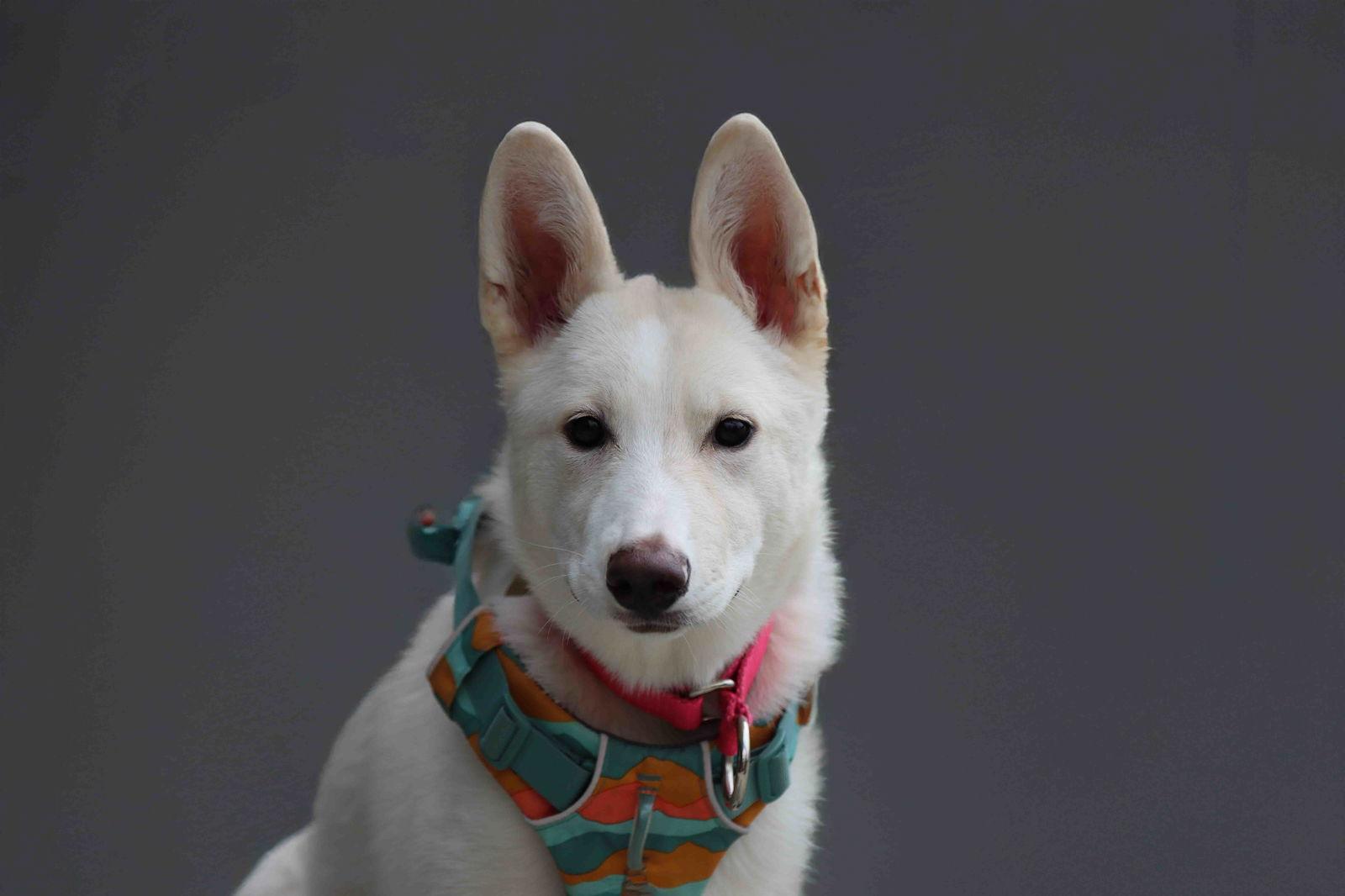 La Forza, a Adoptable mixed breed in Walnut Creek, CA image 2/3