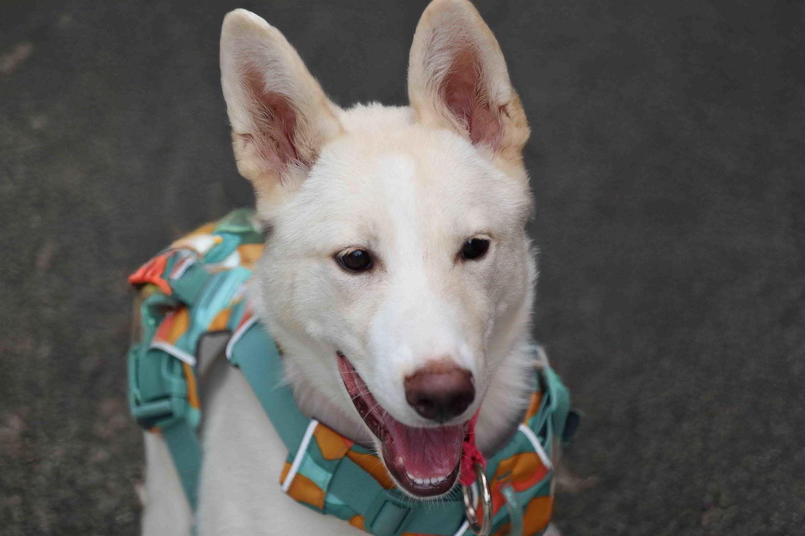 La Forza, a Adoptable mixed breed in Walnut Creek, CA image 3/3