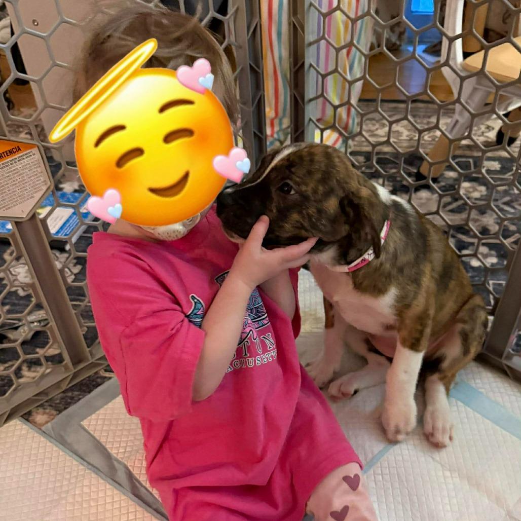 Cadence, Adoptable, Puppy Female Terrier & Mixed Breed.