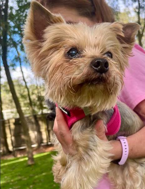 Samie and Sissy, an adopted Yorkie Poo in Palm Harbor, FL image 6/6