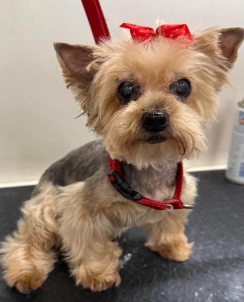 Samie and Sissy, an adopted Yorkie Poo in Palm Harbor, FL image 3/6