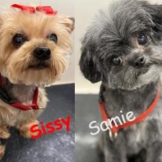 Samie and Sissy, an adopted Yorkie Poo in Palm Harbor, FL image 2/6