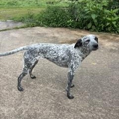 Enlarge Litty - COURTESY POST, a ADOPTABLE mixed breed in Clyde, NC image 2/5